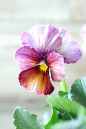 画像2: Nouvelle Vague〜ヌーヴェルヴァーグ〜 No.102