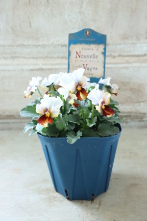 画像5: Nouvelle Vague〜ヌーヴェルヴァーグ〜 No.104