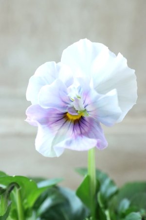 画像2: Fee des neiges  "フェデネージュ ブルー/パープル" No.65