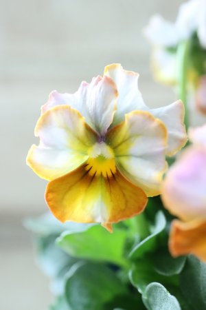 画像3: Nouvelle Vague〜ヌーヴェルヴァーグ〜 No.111