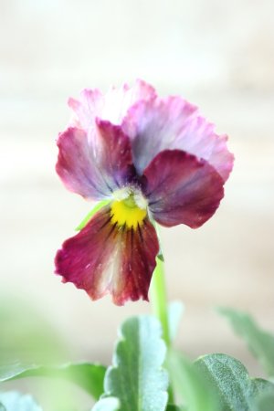 画像2: Nouvelle Vague〜ヌーヴェルヴァーグ〜 No.107