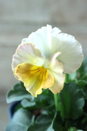 画像3: Nouvelle Vague〜ヌーヴェルヴァーグ〜 No.99