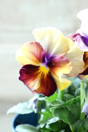 画像5: Nouvelle Vague〜ヌーヴェルヴァーグ〜 No.115