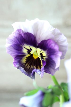 画像2: Fee des neiges  "フェデネージュ ブルー/パープル" No.66