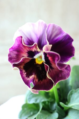 画像1: Fee des neiges  "フェデネージュ ブルー/パープル" No.69