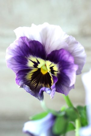 画像1: Fee des neiges  "フェデネージュ ブルー/パープル" No.66