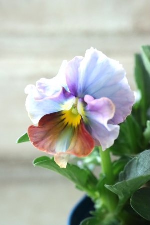 画像1: Nouvelle Vague〜ヌーヴェルヴァーグ〜 No.95