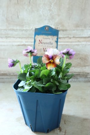 画像4: Nouvelle Vague〜ヌーヴェルヴァーグ〜 No.102