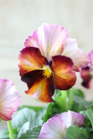 画像4: Nouvelle Vague〜ヌーヴェルヴァーグ〜 No.108