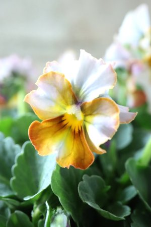 画像4: Nouvelle Vague〜ヌーヴェルヴァーグ〜 No.111