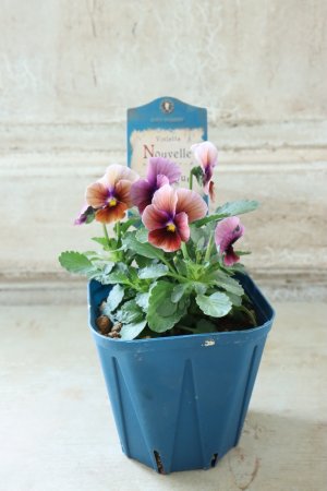 画像4: Nouvelle Vague〜ヌーヴェルヴァーグ〜 No.93