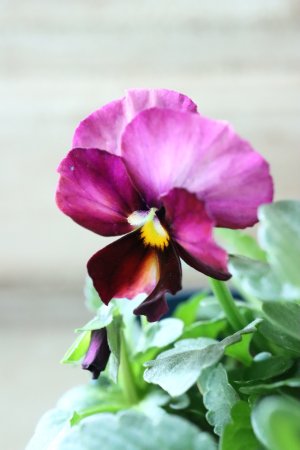 画像1: Nouvelle Vague〜ヌーヴェルヴァーグ〜 No.86