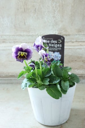 画像4: Fee des neiges  "フェデネージュ ブルー/パープル" No.66