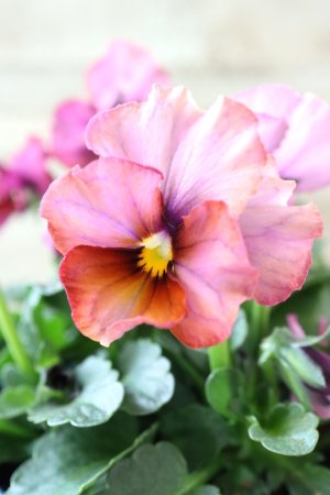 画像4: Nouvelle Vague〜ヌーヴェルヴァーグ〜 No.98