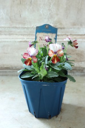 画像4: Nouvelle Vague〜ヌーヴェルヴァーグ〜 No.107