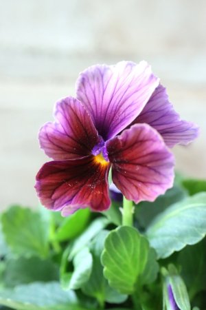 画像3: Nouvelle Vague〜ヌーヴェルヴァーグ〜 No.106