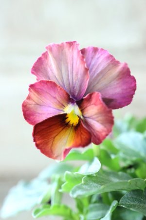 画像2: Nouvelle Vague〜ヌーヴェルヴァーグ〜 No.90