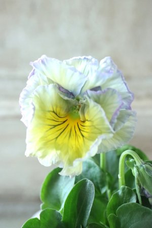 画像2: Fee des neiges Crepe Noble "フェデネージュ クレープ ノーブル" No.72