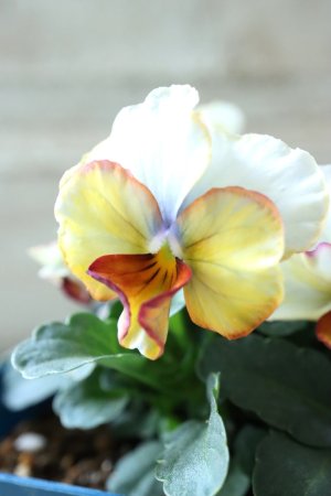 画像2: Nouvelle Vague〜ヌーヴェルヴァーグ〜 No.91