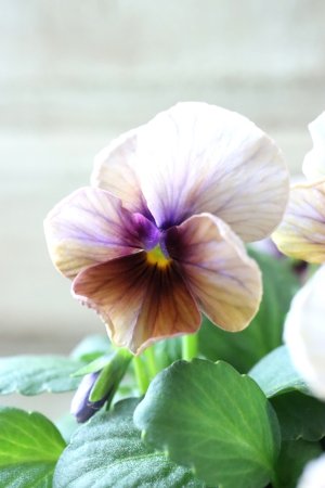 画像2: Nouvelle Vague〜ヌーヴェルヴァーグ〜 No.110