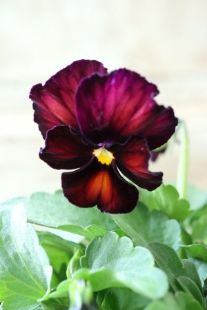 画像3: Nouvelle Vague〜ヌーヴェルヴァーグ〜 No.82