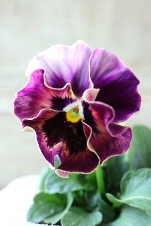 画像3: Fee des neiges  "フェデネージュ ブルー/パープル" No.69