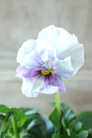 画像3: Fee des neiges  "フェデネージュ ブルー/パープル" No.65