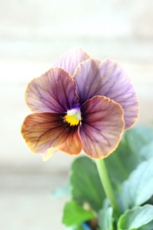 画像1: Nouvelle Vague〜ヌーヴェルヴァーグ〜 No.105