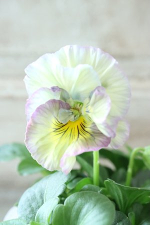 画像3: Fee des neiges Crepe Noble "フェデネージュ クレープ ノーブル" No.70