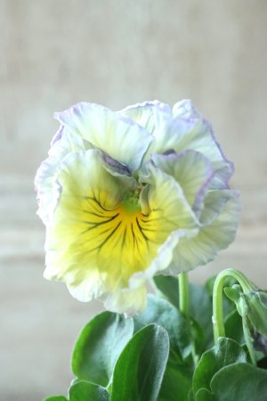 画像1: Fee des neiges Crepe Noble "フェデネージュ クレープ ノーブル" No.72