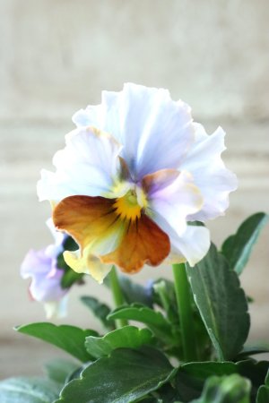 画像5: Nouvelle Vague〜ヌーヴェルヴァーグ〜 No.95