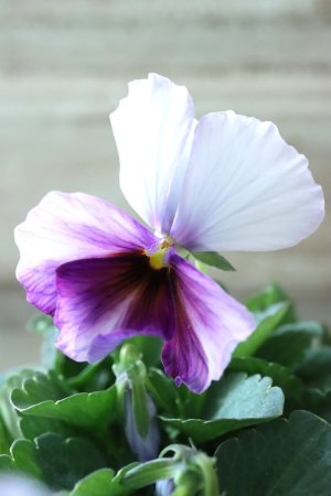 画像2: Nouvelle Vague〜ヌーヴェルヴァーグ〜 No.120