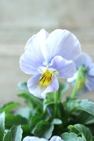 画像4: Nouvelle Vague〜ヌーヴェルヴァーグ〜 No.92