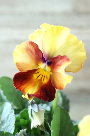 画像1: Nouvelle Vague〜ヌーヴェルヴァーグ〜 No.113