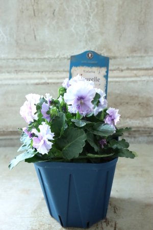 画像5: Nouvelle Vague〜ヌーヴェルヴァーグ〜 No.118