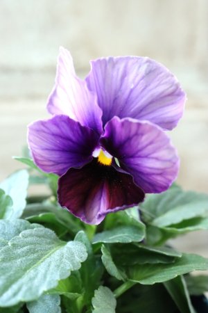 画像3: Nouvelle Vague〜ヌーヴェルヴァーグ〜 No.83