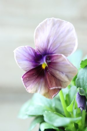 画像4: Nouvelle Vague〜ヌーヴェルヴァーグ〜 No.110