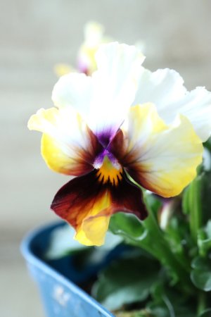 画像4: Nouvelle Vague〜ヌーヴェルヴァーグ〜 No.119