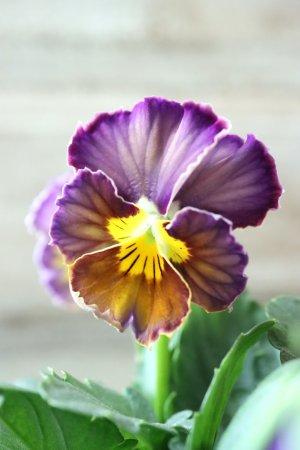 画像1: Nouvelle Vague〜ヌーヴェルヴァーグ〜 No.117