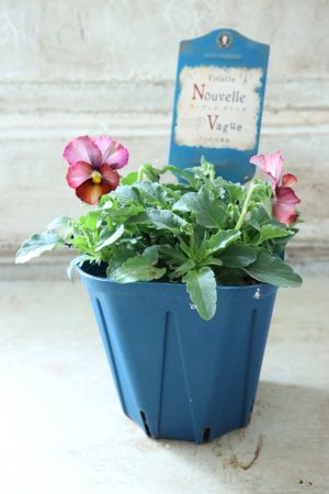 画像4: Nouvelle Vague〜ヌーヴェルヴァーグ〜 No.90