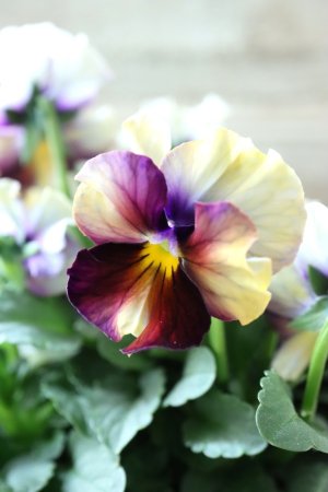 画像1: Nouvelle Vague〜ヌーヴェルヴァーグ〜 No.115