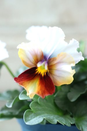 画像1: Nouvelle Vague〜ヌーヴェルヴァーグ〜 No.104