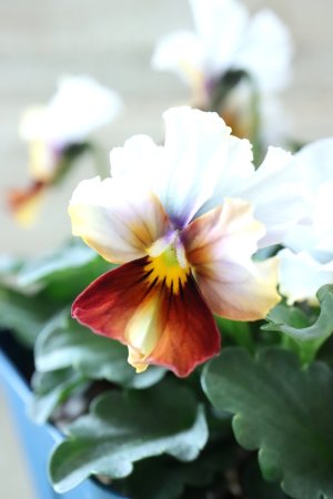 画像4: Nouvelle Vague〜ヌーヴェルヴァーグ〜 No.104