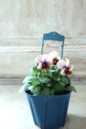 画像5: Nouvelle Vague〜ヌーヴェルヴァーグ〜 No.110