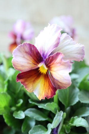 画像3: Nouvelle Vague〜ヌーヴェルヴァーグ〜 No.102