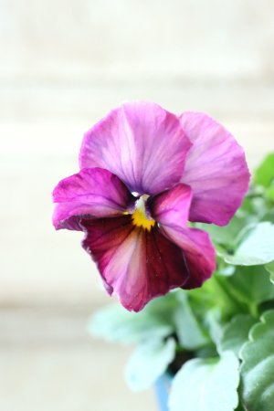 画像1: Nouvelle Vague〜ヌーヴェルヴァーグ〜 No.96