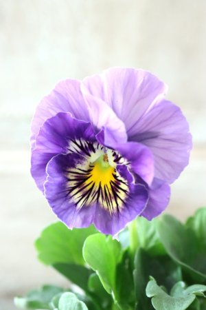 画像2: Fee des neiges Crepe Noble "フェデネージュ クレープ ノーブル" No.68