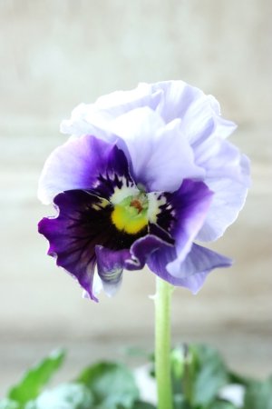 画像1: Fee des neiges  "フェデネージュ ブルー/パープル" No.68