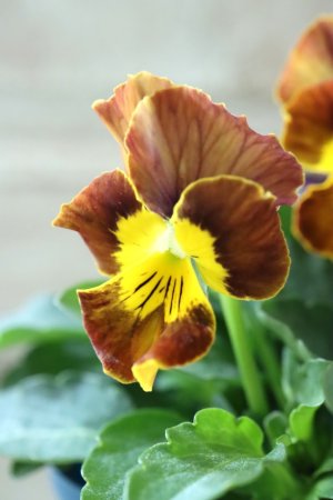 画像3: Nouvelle Vague〜ヌーヴェルヴァーグ〜 No.112