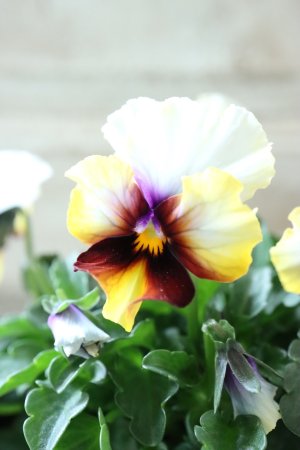 画像1: Nouvelle Vague〜ヌーヴェルヴァーグ〜 No.119